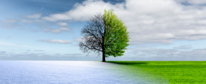 Image of a tree and background symbolizing change.